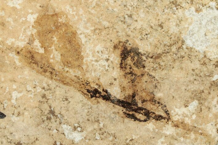 Plant Fossil (Pos/Neg) - Green River Formation, Wyoming #248227